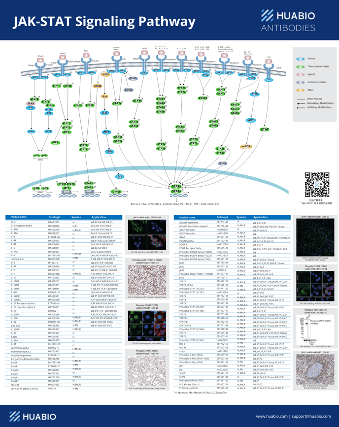 JAK-STAT Signaling  Pathway.pdf