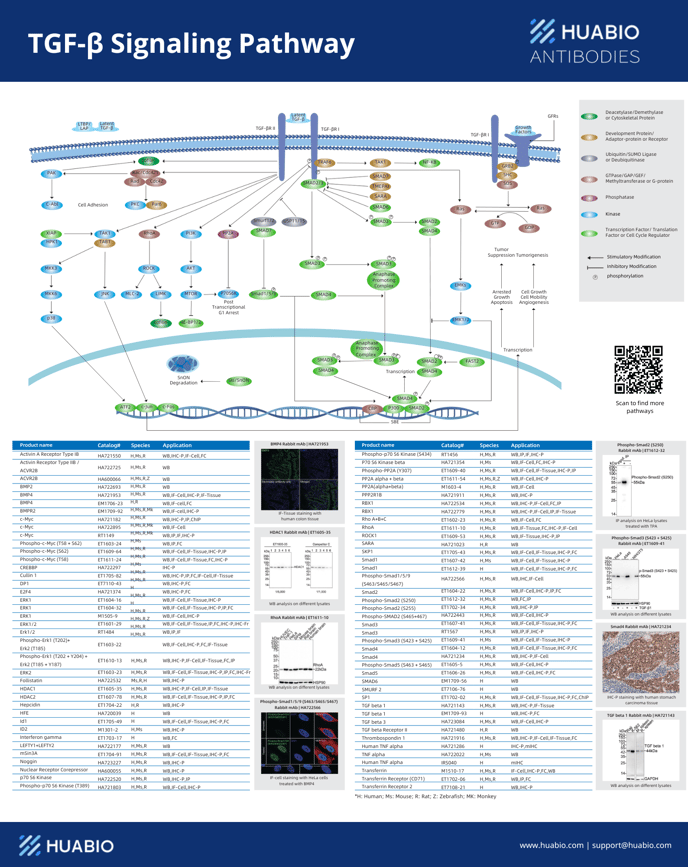 TGF-beta Signaling Pathway