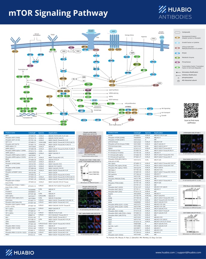 mTOR Signaling  Pathway